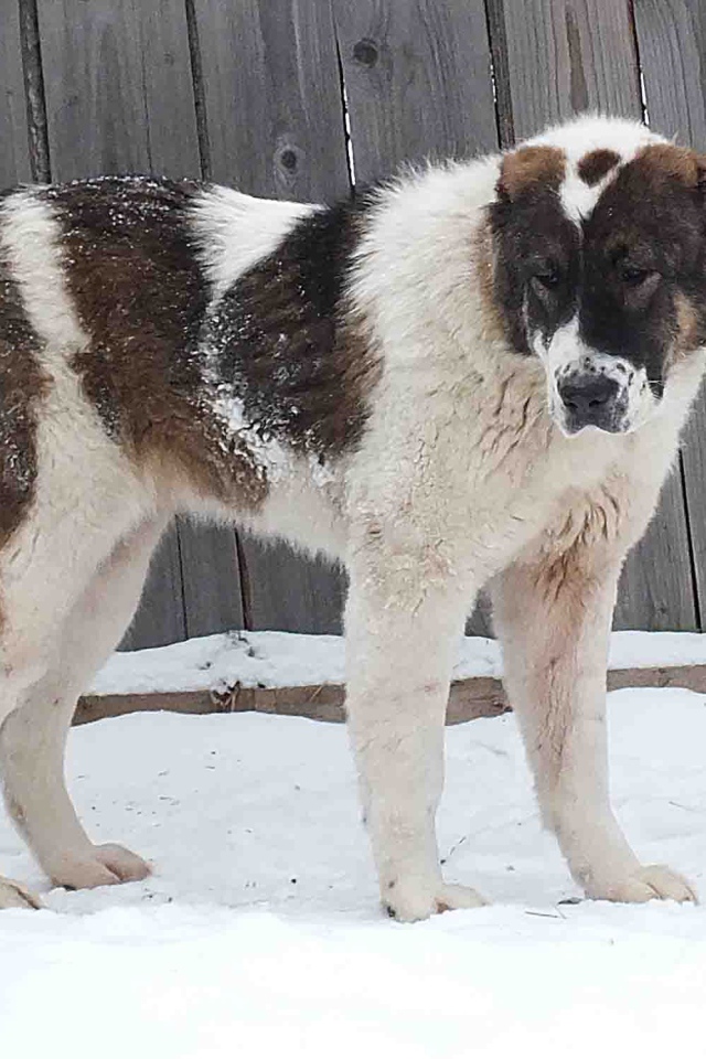 Алабай у забора