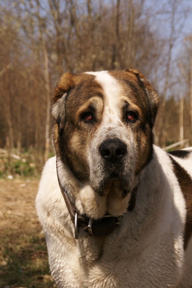 Алабай в весеннем парке