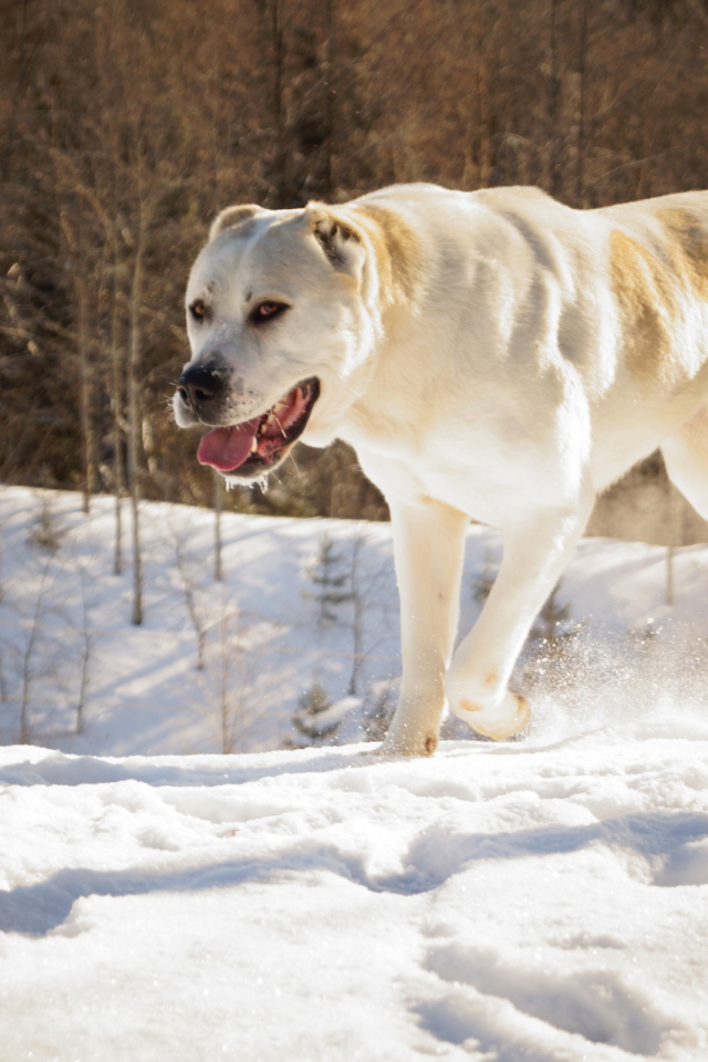 Алабай в зимнем лесу