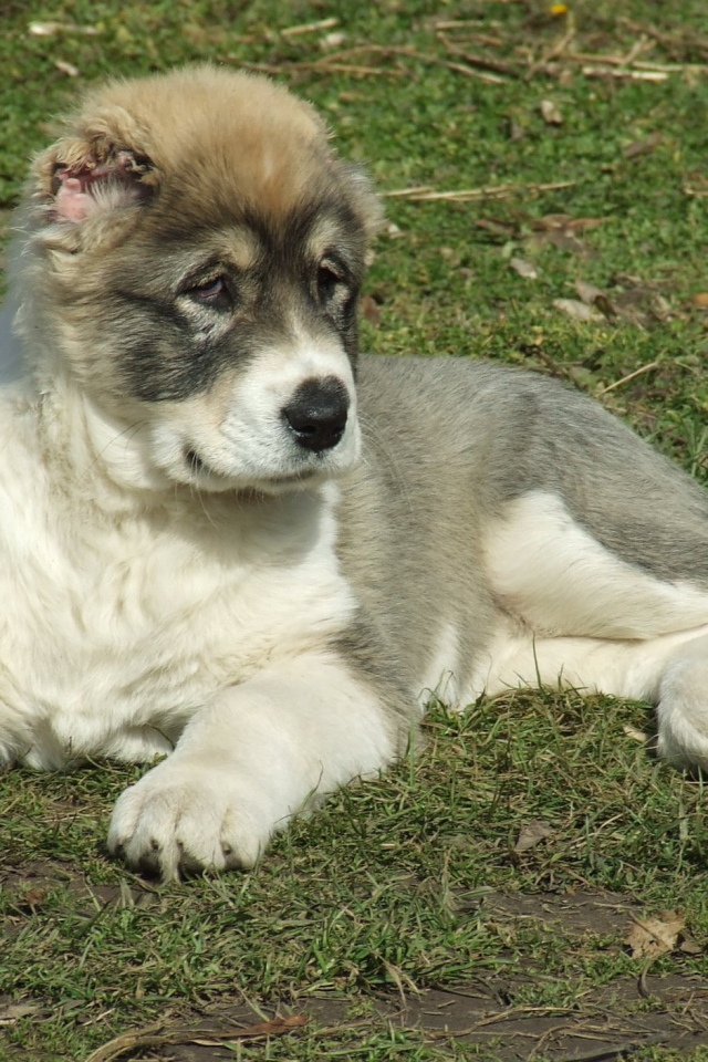 Щенок алабая на траве