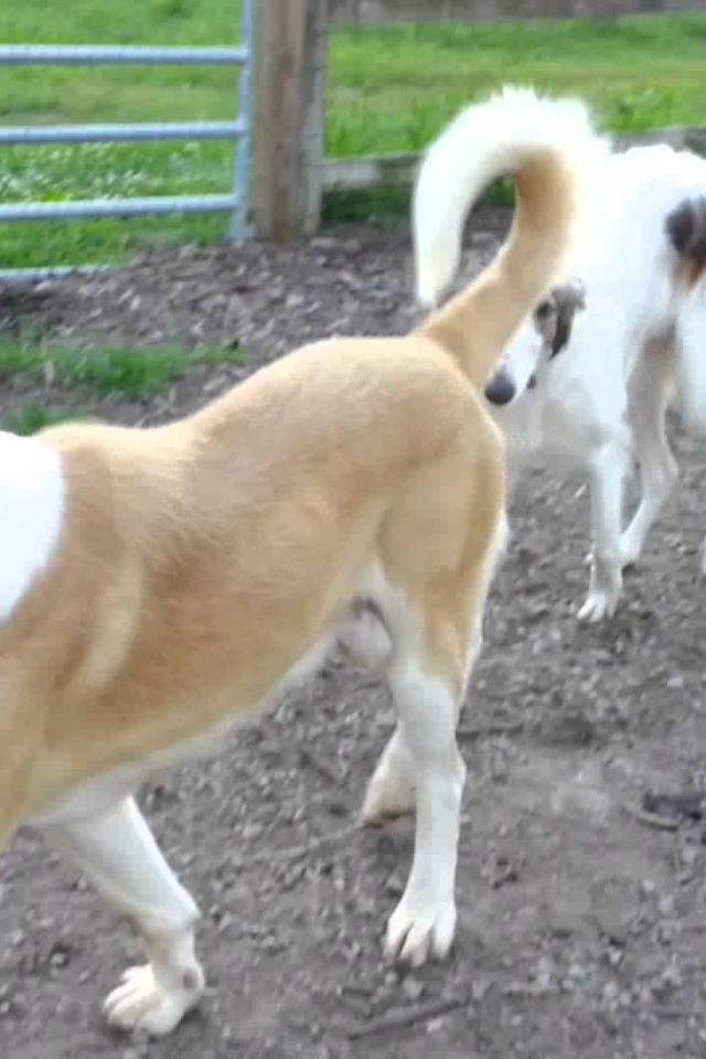 Алабай гуляет во дворе