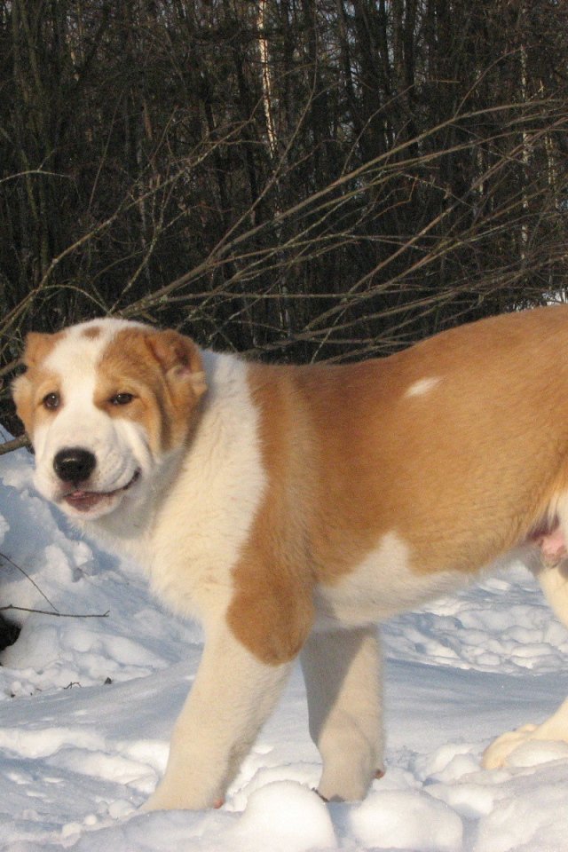 Алабай гуляет зимой