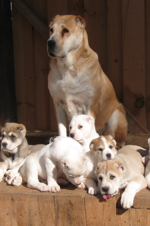 Алабай со своими щенками