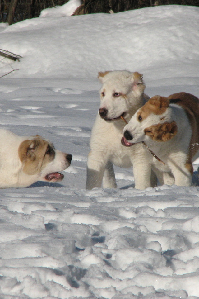 Алабаи играют в снегу