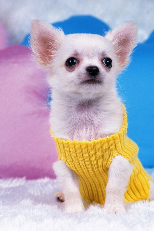 Восхитительная собака чихуахуа