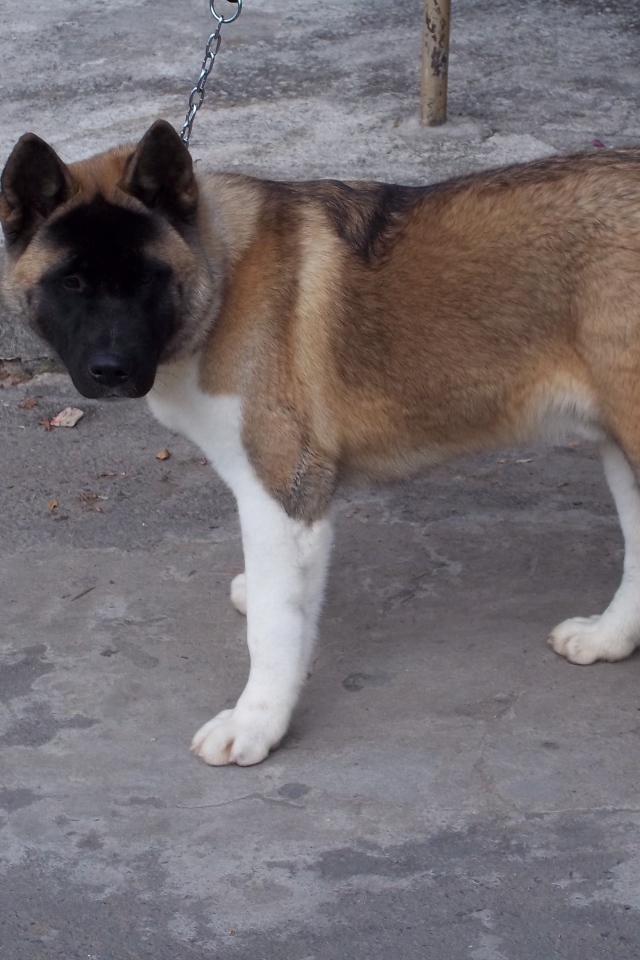 Порода собак американская акита