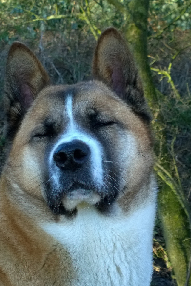 Американская акита прикрыла глаза