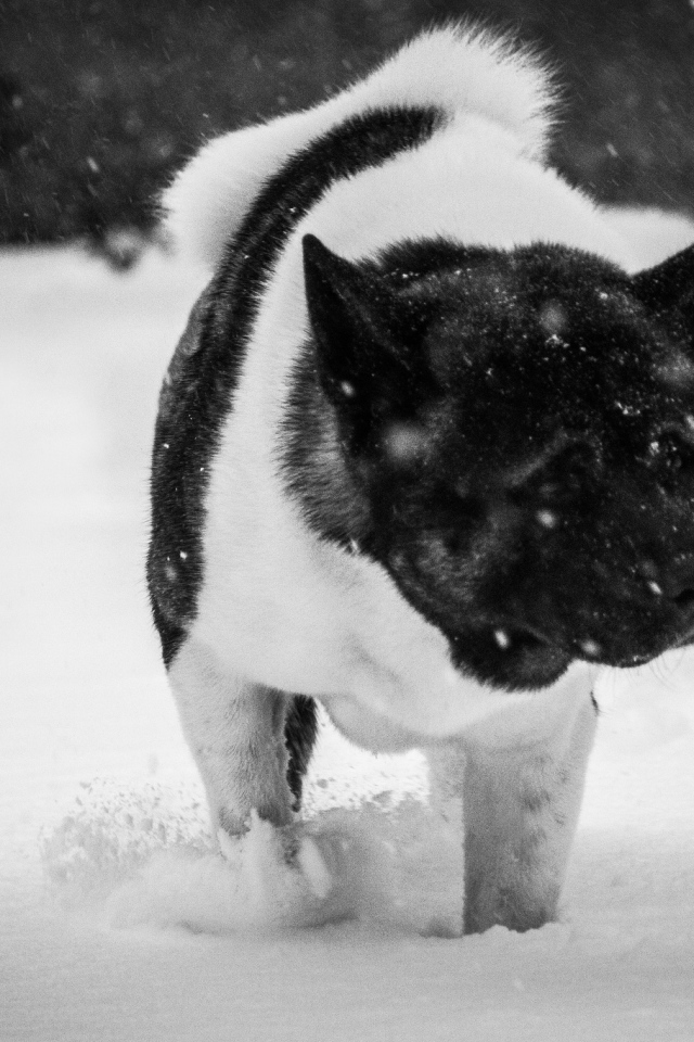 Американская акита в снегу