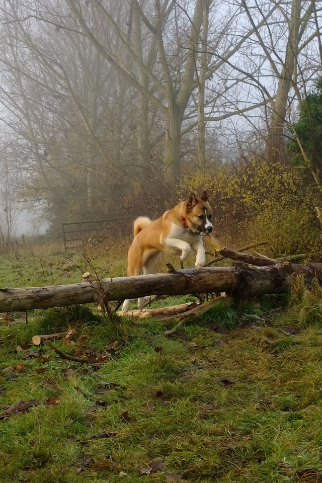 Американская акита прыгает через препятствие