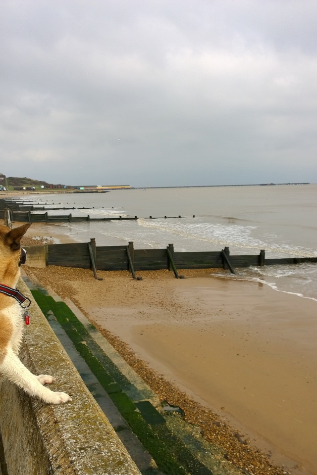 Американская акита на пляже