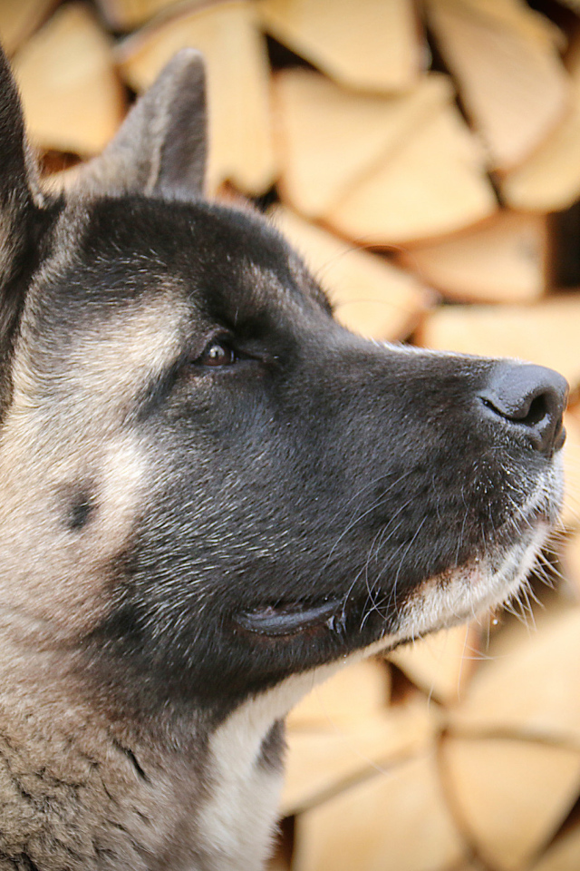 Американская акита на фоне дров