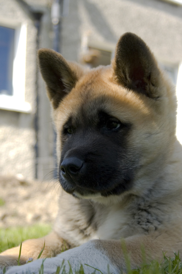 Щенок американской акиты