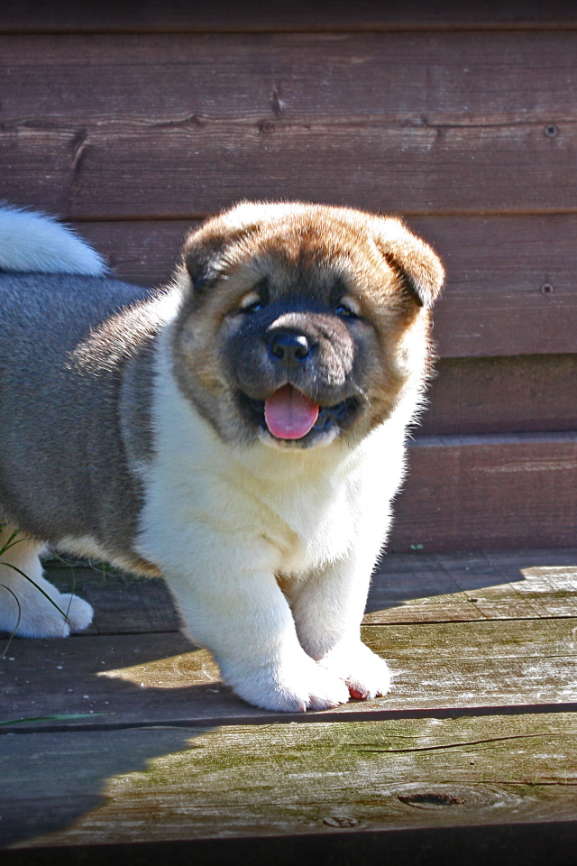 Американская акита показывает язык