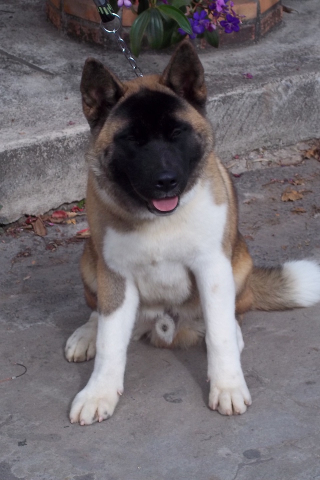 Американская акита сидит на цепи