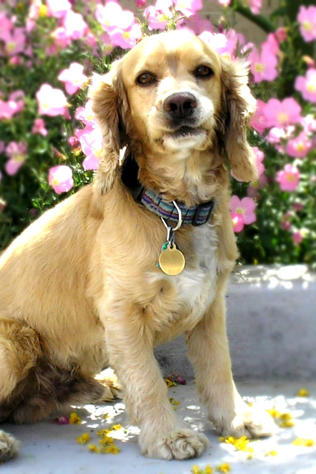 Американский кокер спаниель в цветах