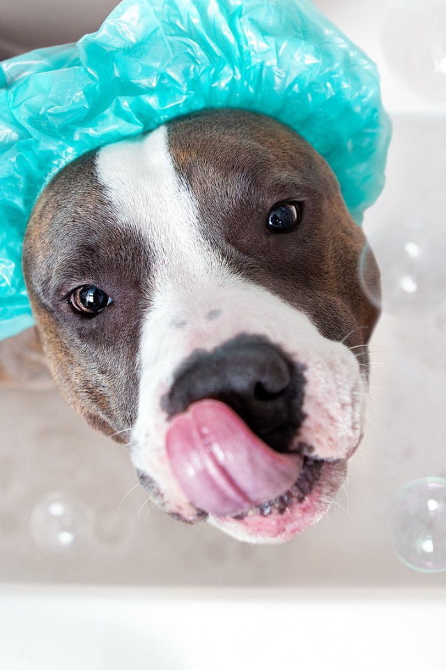 Американский стаффордширский терьер купается