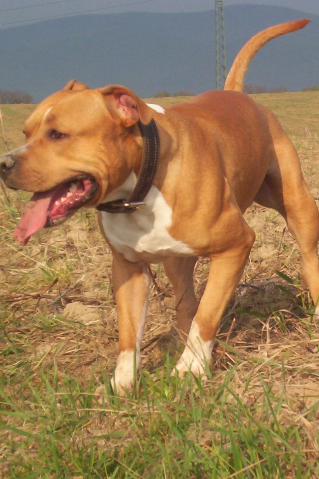 Американский стаффордширский терьер на прогулке