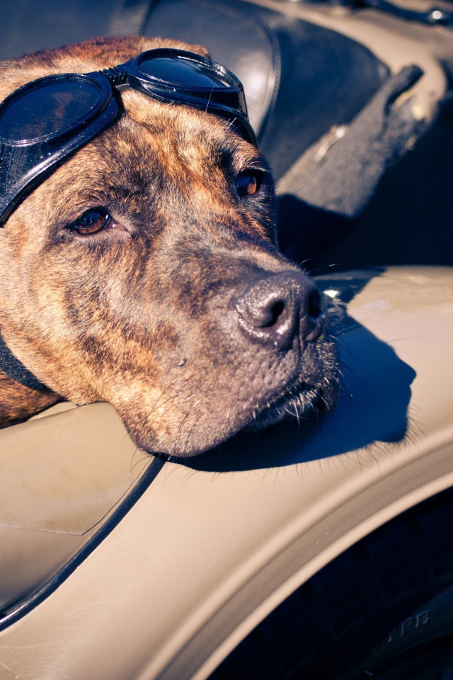 Американский стаффордширский терьер в мотоцикле