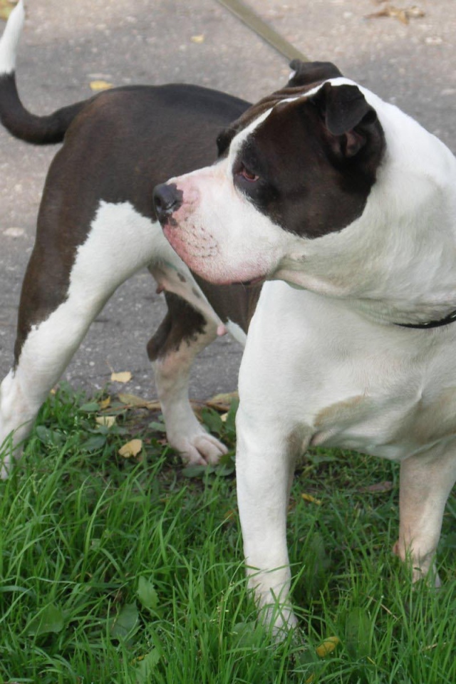 Американский стаффордширский терьер на поводке