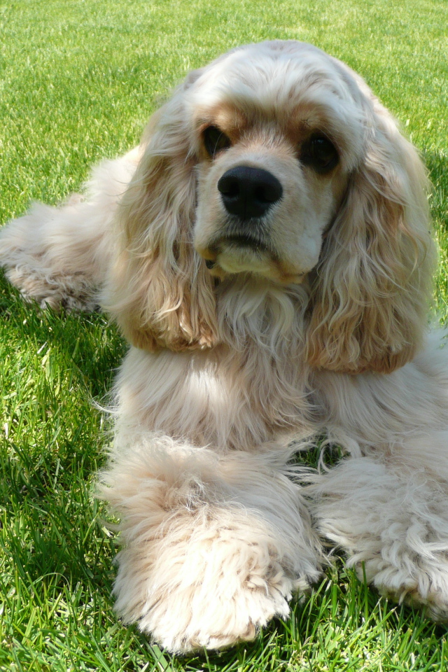 Американский кокер спаниель лежит на траве