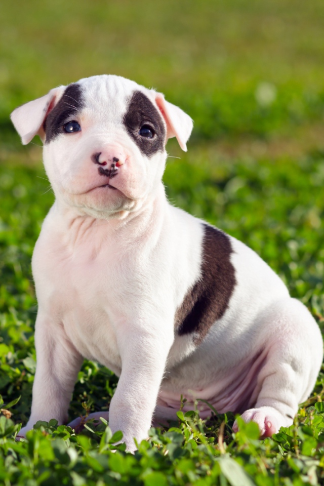 Щенок американского стаффордширского терьера
