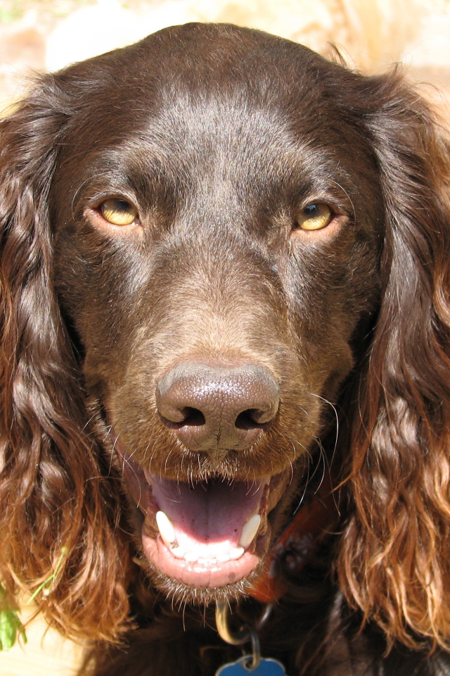 Американский водяной спаниель