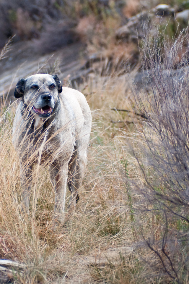 Злой пес чинук