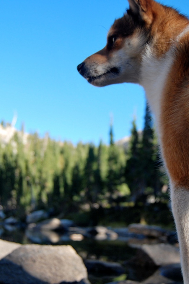 Рыжий норвежский лундехунд
