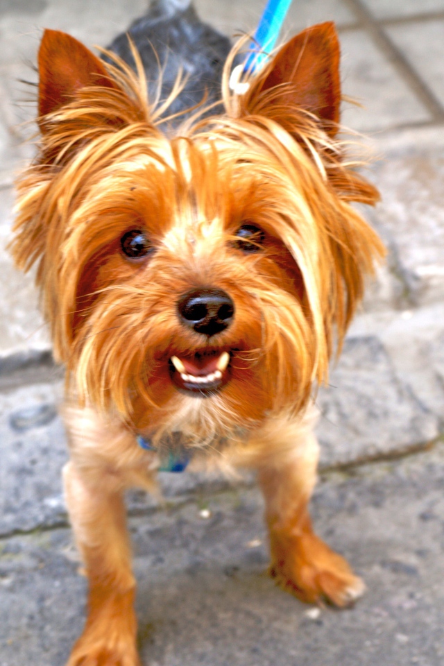 Рыжий йоркширский терьер