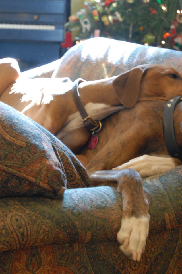 Собаки азавак на диване