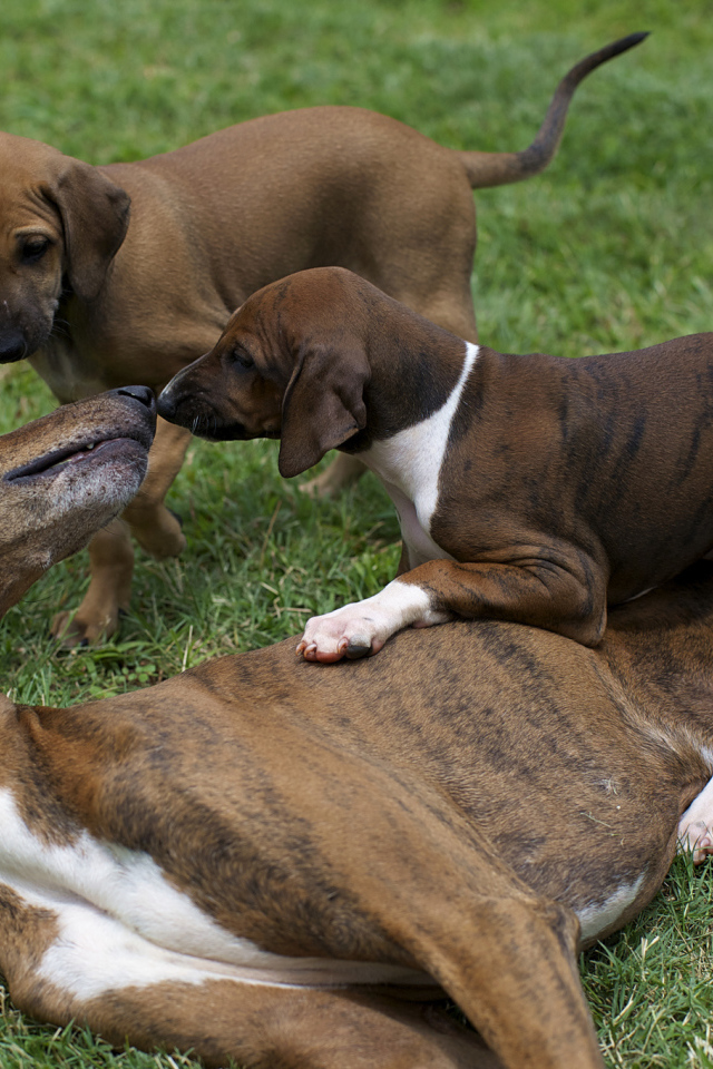 Мама азавак играет с щенками