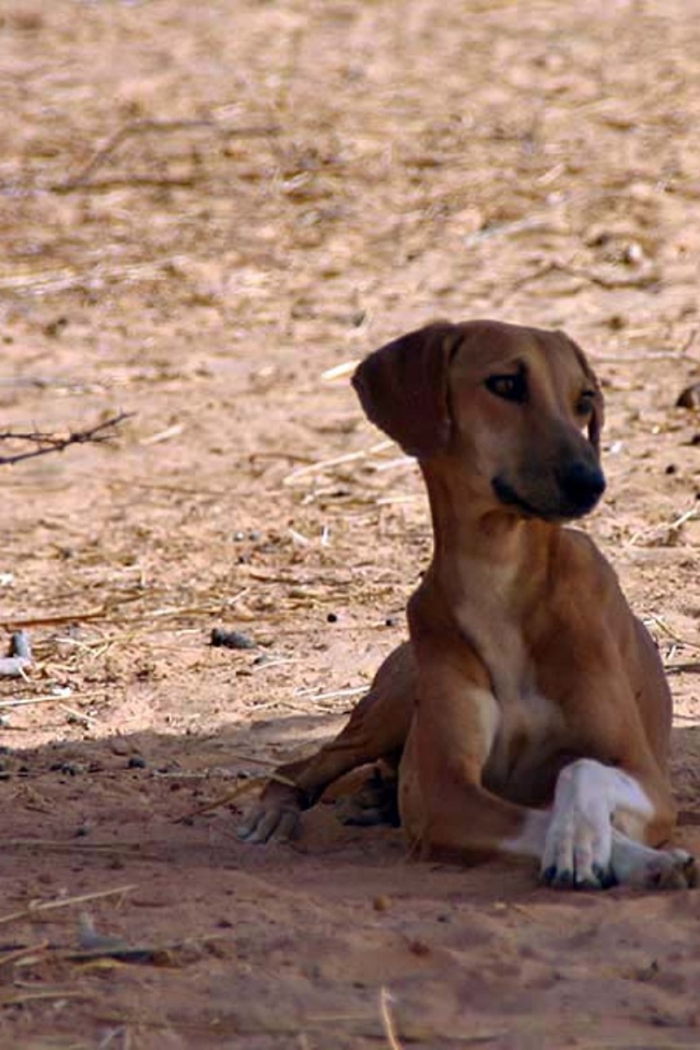 Азавак сидит в тени дерева