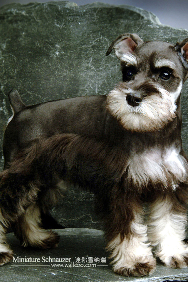 Малыш пес шнауцер