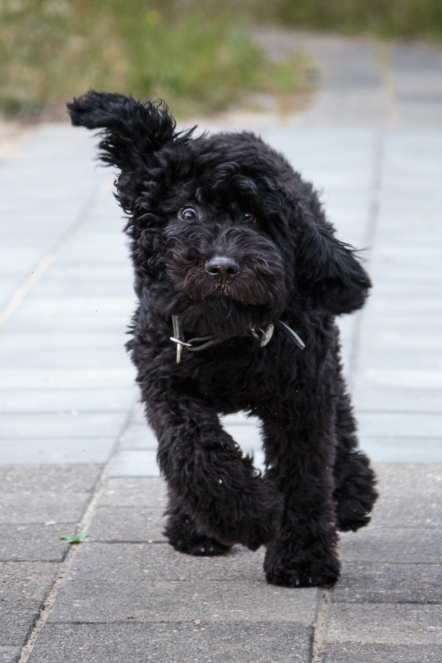 Собака барбет бежит по тротуару