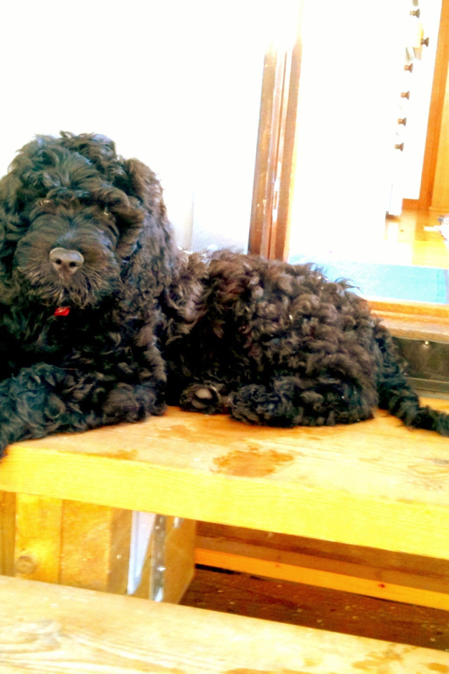 Барбет лежит на пороге