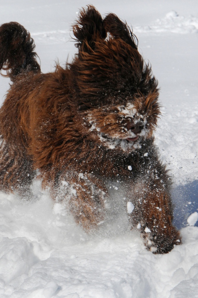 Барбет бежит по снегу