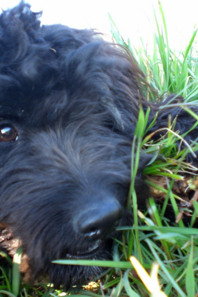 Барбет лежит в траве