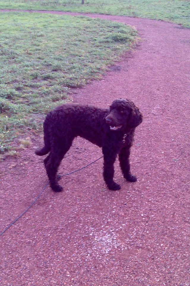 Барбет на дорожке