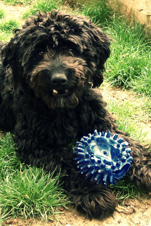 Барбет с игрушкой