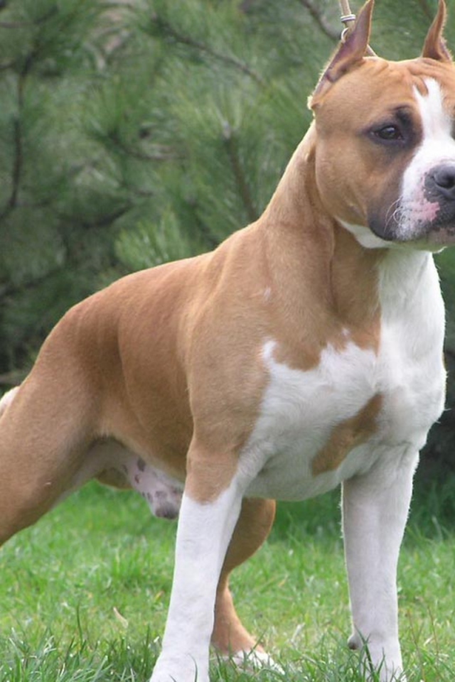 Боевая стойка американского стаффордширского терьера