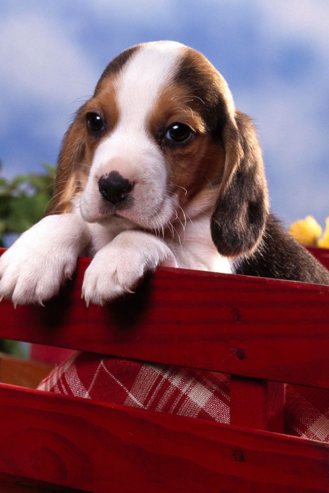 Щенок бигля