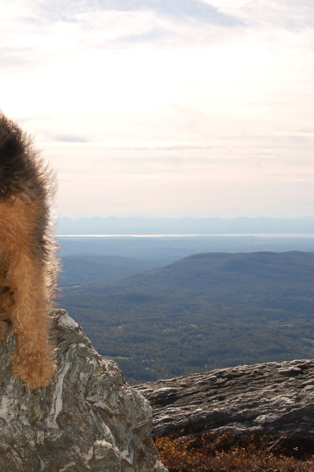 Красивый эрдельтерьер в горах