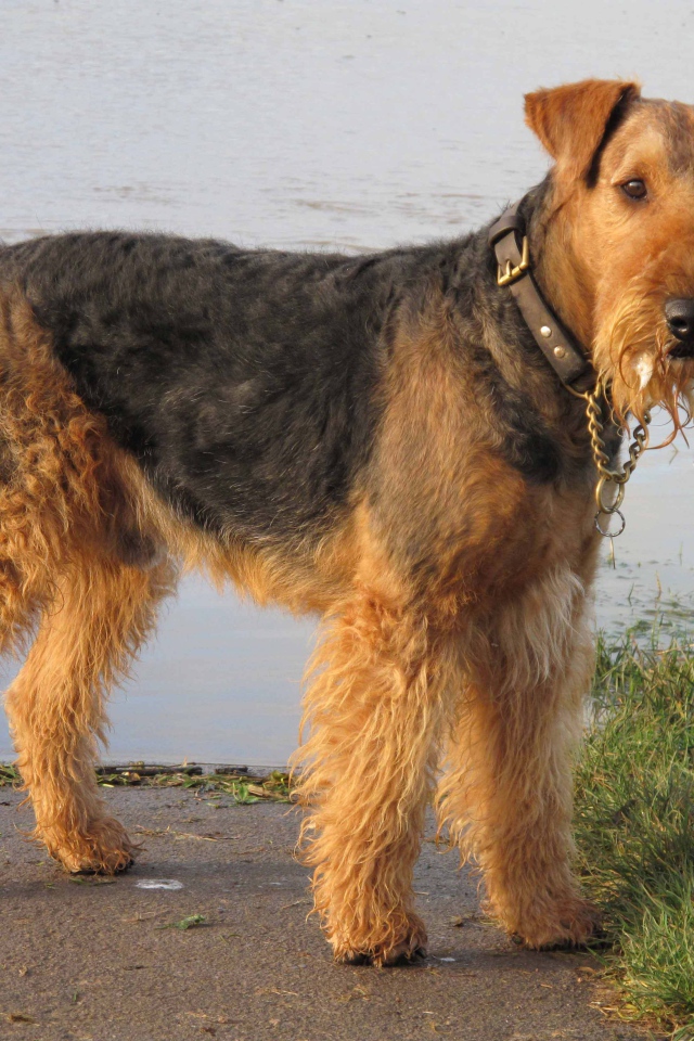 Красивый эрдельтерьер у воды