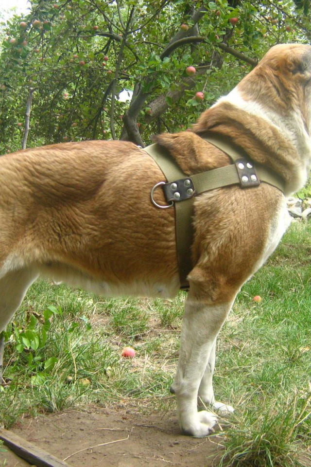 Красивая стойка алабая