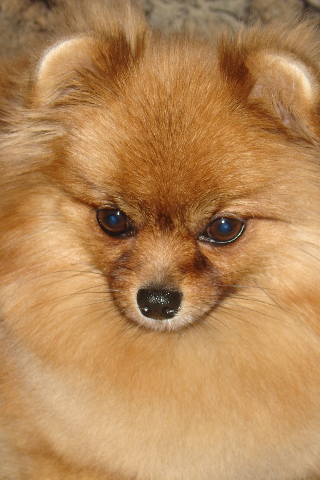 Красивый немецкий шпиц