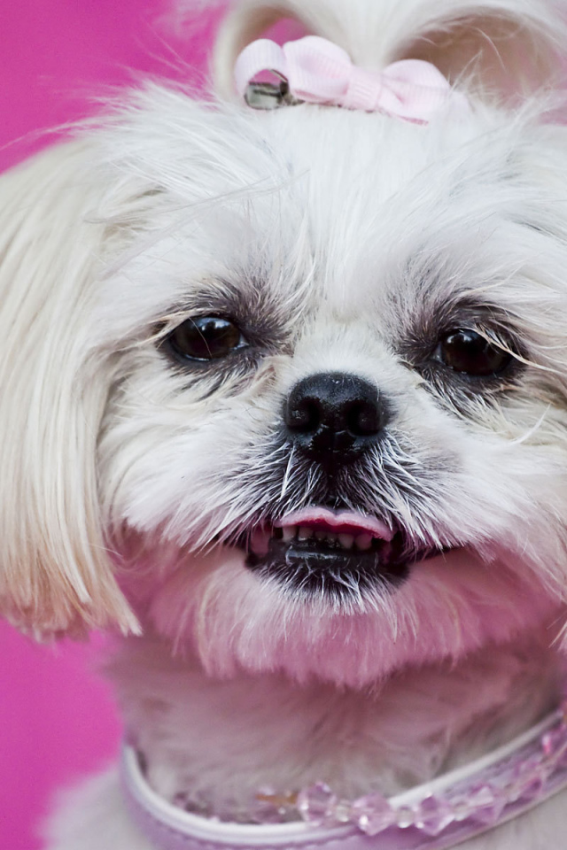 Красивая стрижка шитцу