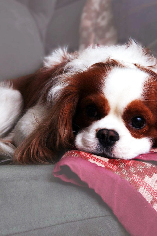 Красивый спаниель лежит