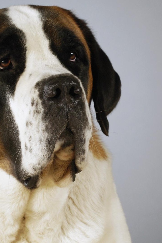 Красивый пес сенбернар