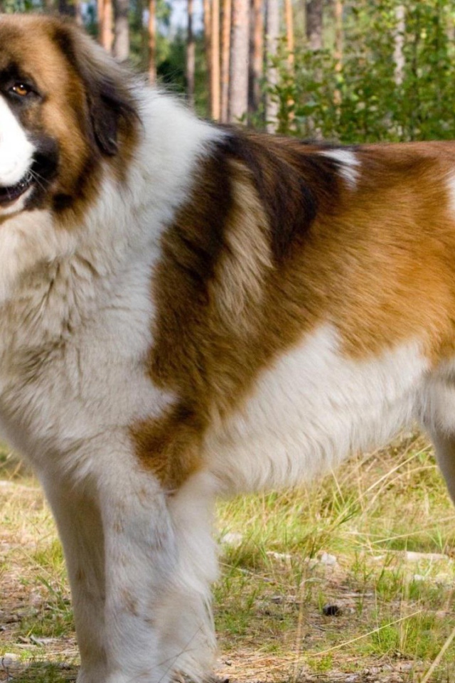 Красивый сенбернар в парке