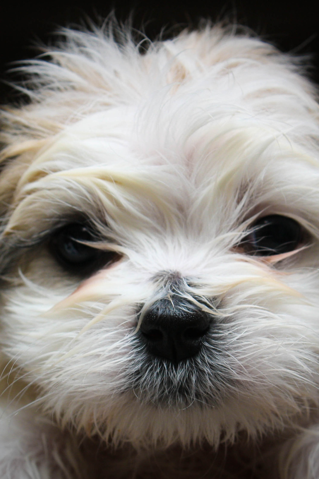 Красивая мордашка шитцу